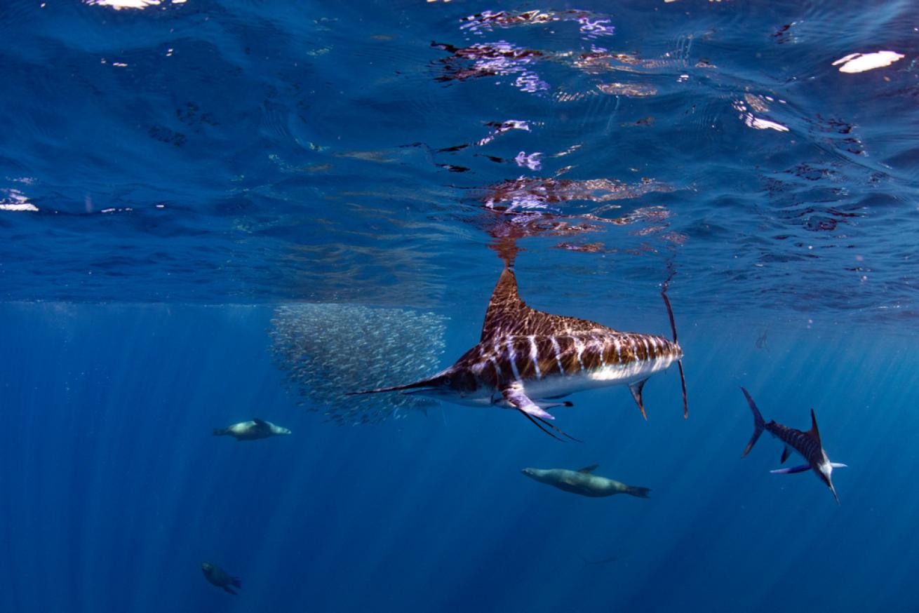 Stripped marlin hunting and feeding in a baitball in Magdalena Bay, Baja California Sur, Mexico.