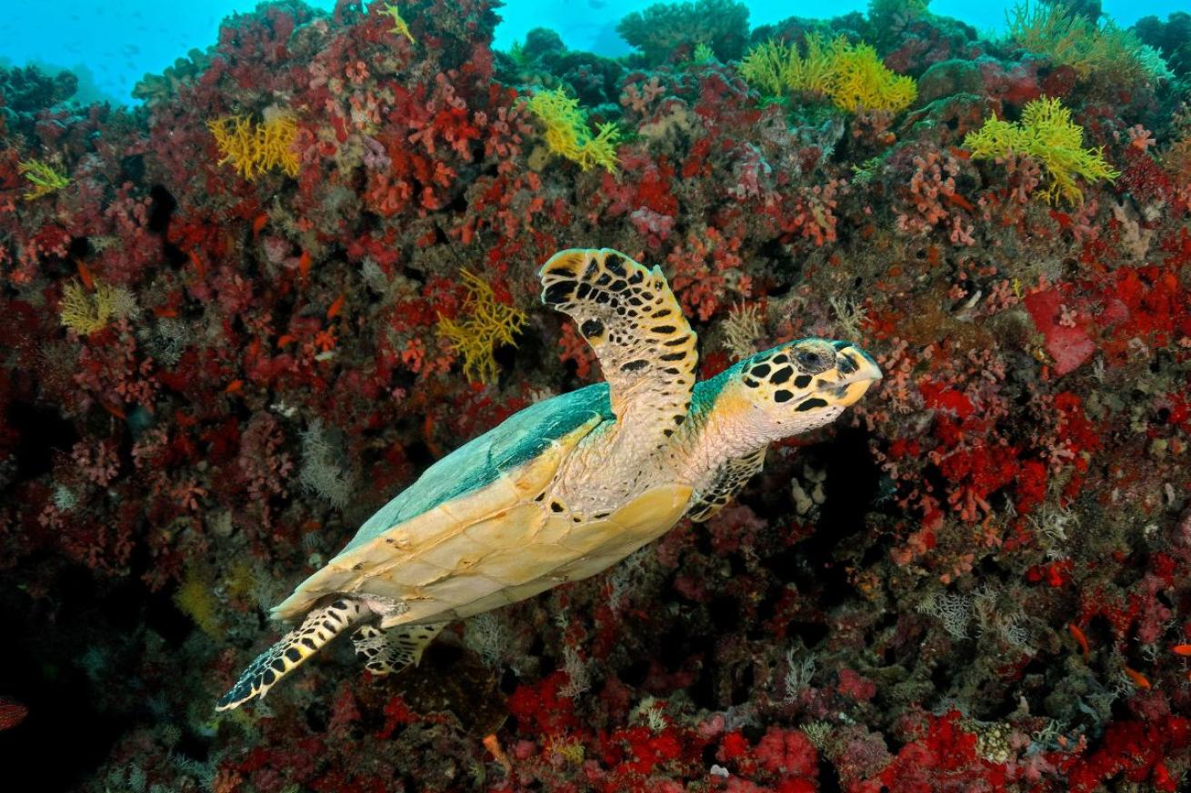 Sea turtle swimming in from of red coral