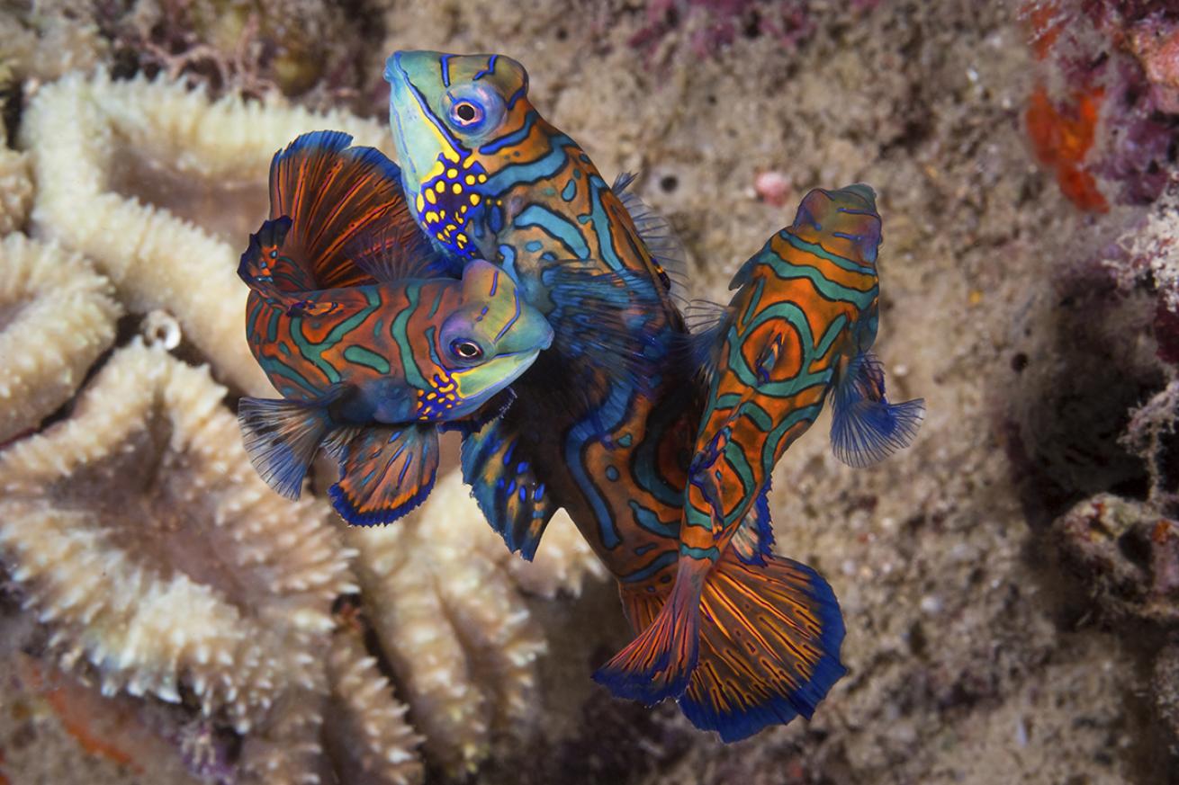 A group of colorful fish