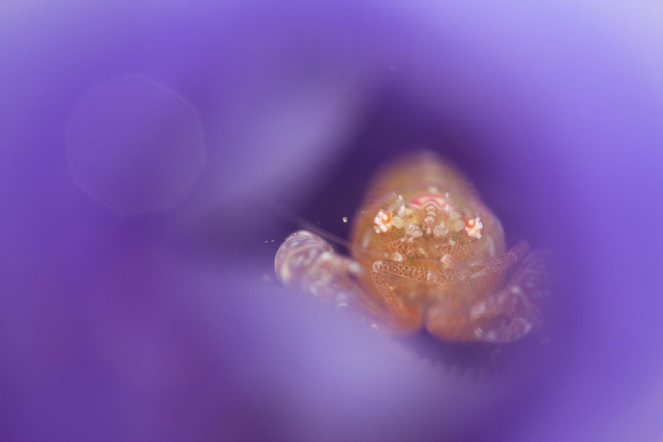 Tunicate Shrimp. Wide aperture shot of a half-centimeter shrimp in the base of a filter-feeding tunicate in Ambon Bay, Indonesia.