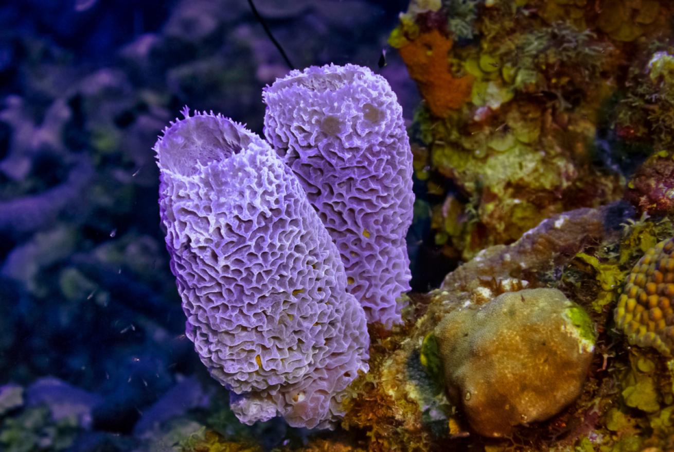 Image of azure vase sponges.