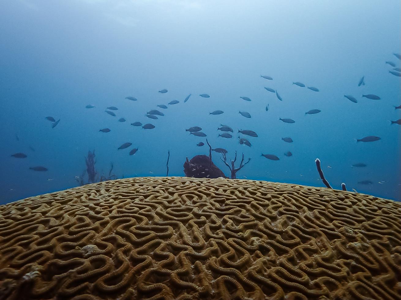 brain coral with fish swimming in the ocean above