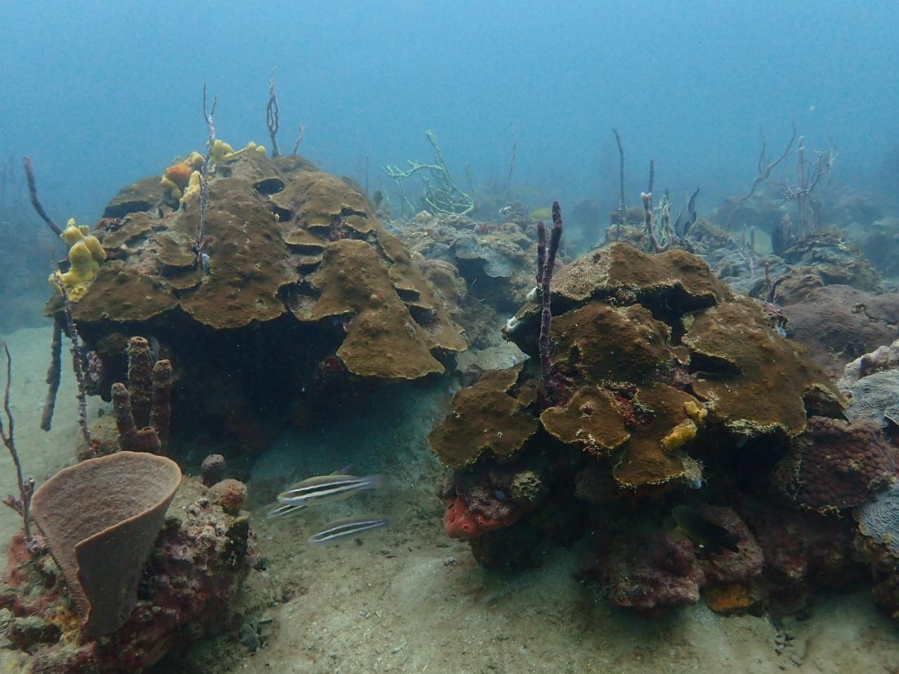 Coral "bommies" or patch reefs found at the dive site Airport Point.