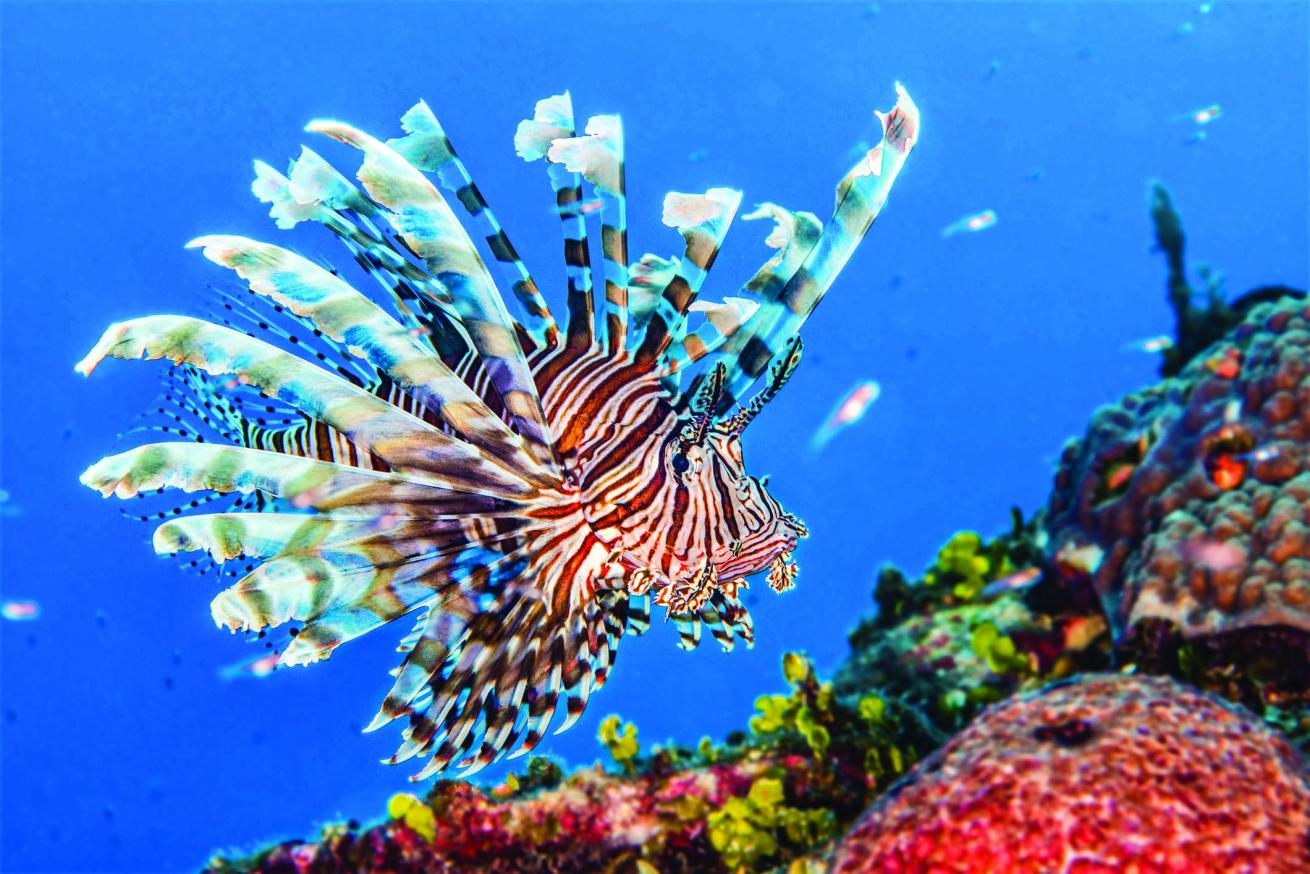 Lionfish swimming