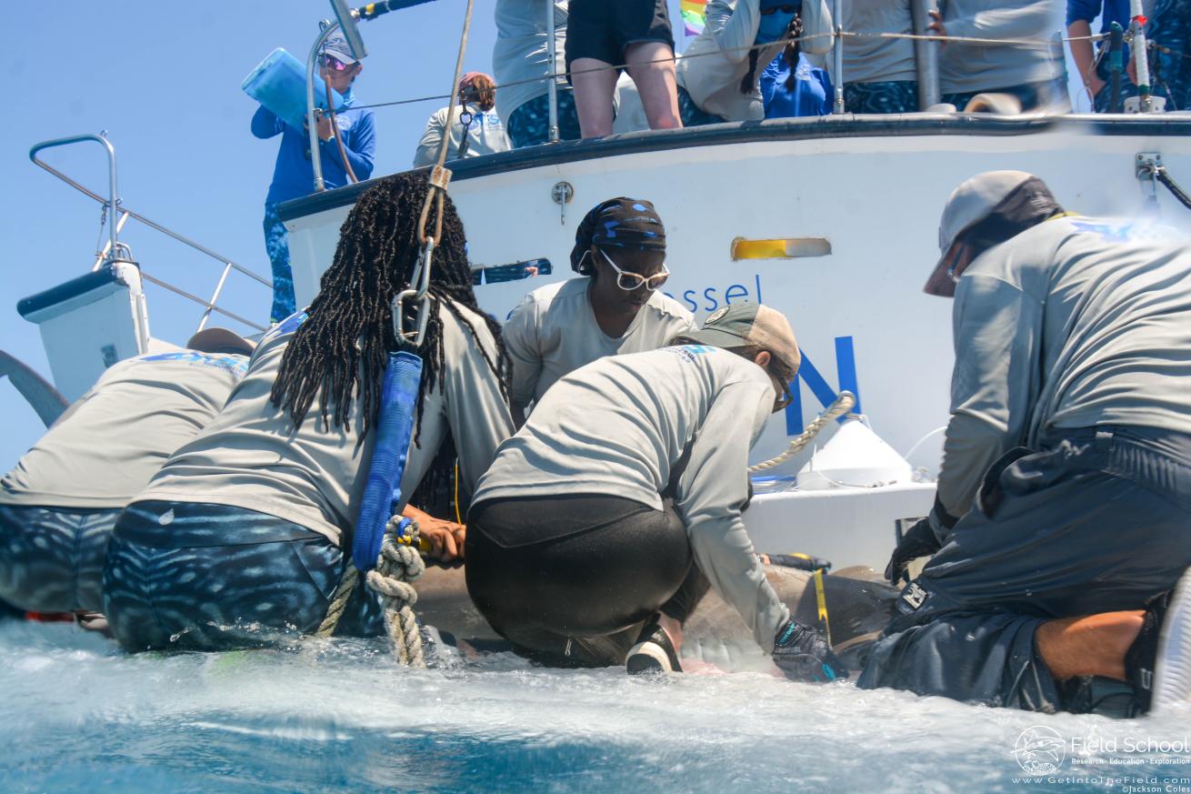 Members of Minorities of Shark Sciences conducting shark research