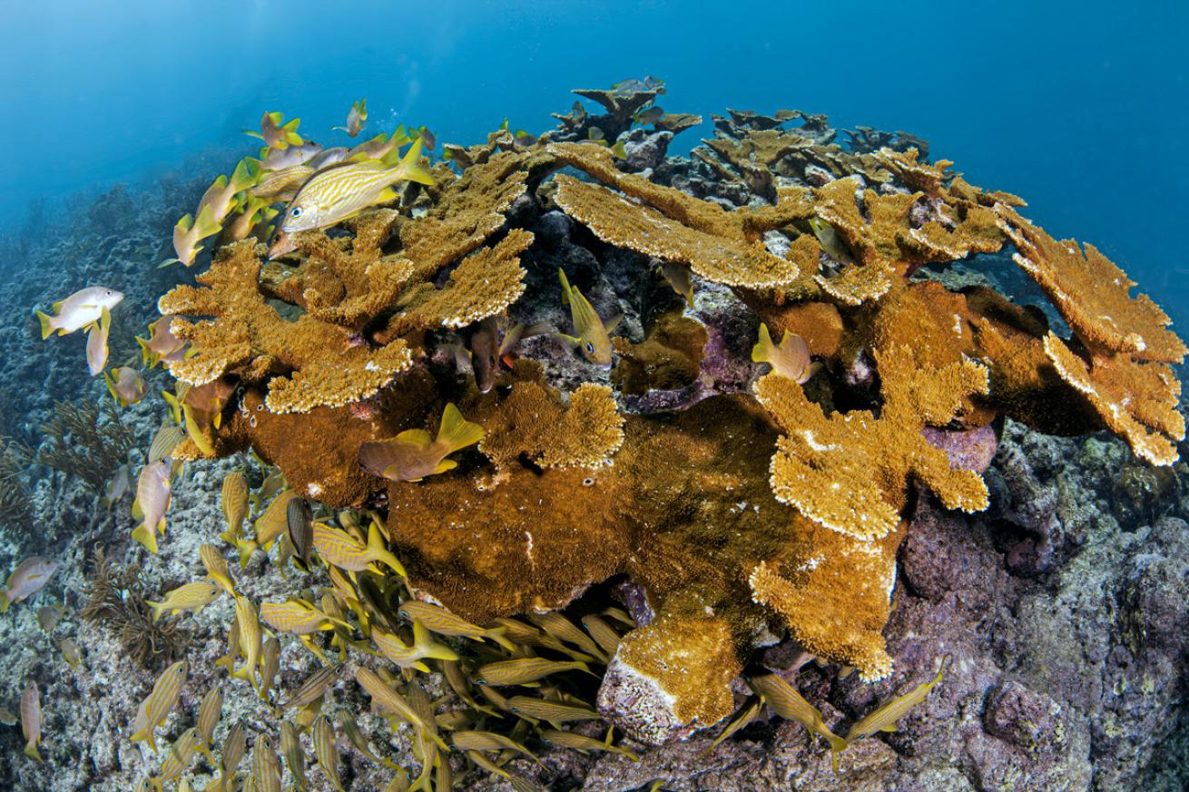 Elkhorn coral