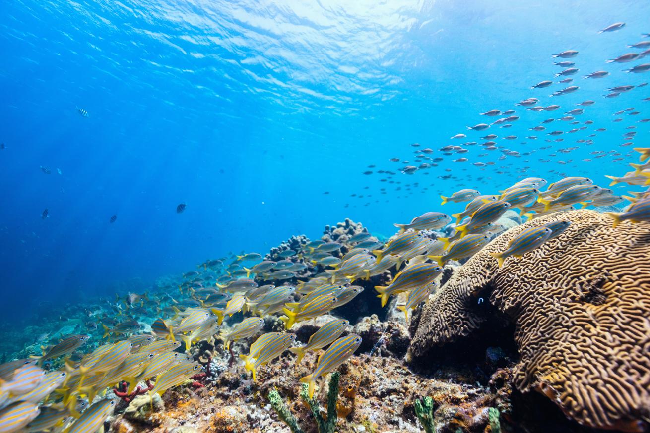 Reef with fish swimming over coral