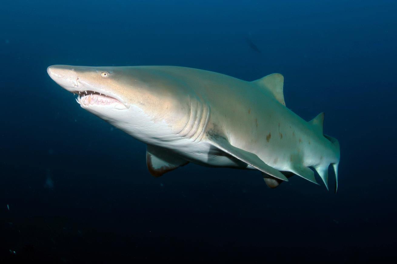 Single sand tiger