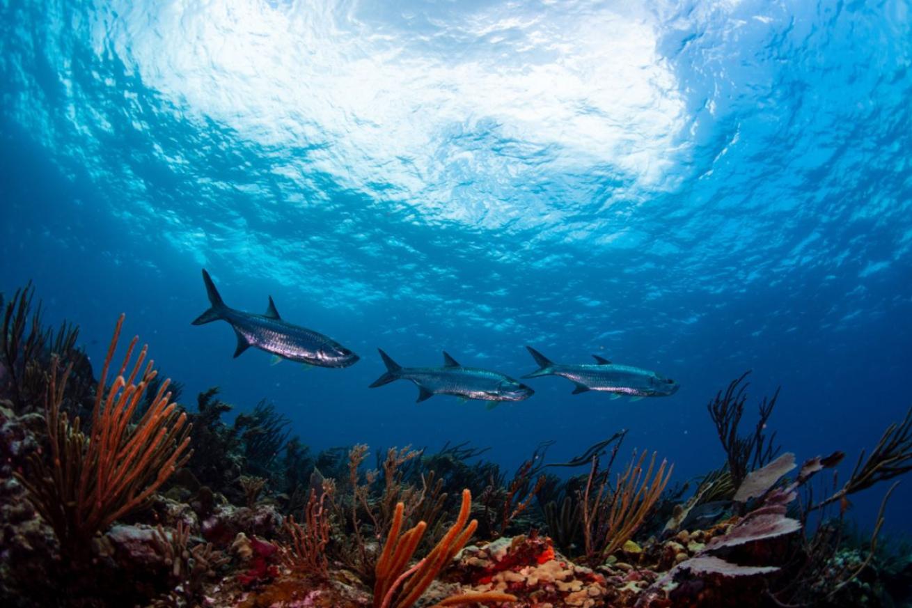 Fish swimming over orange and red coral