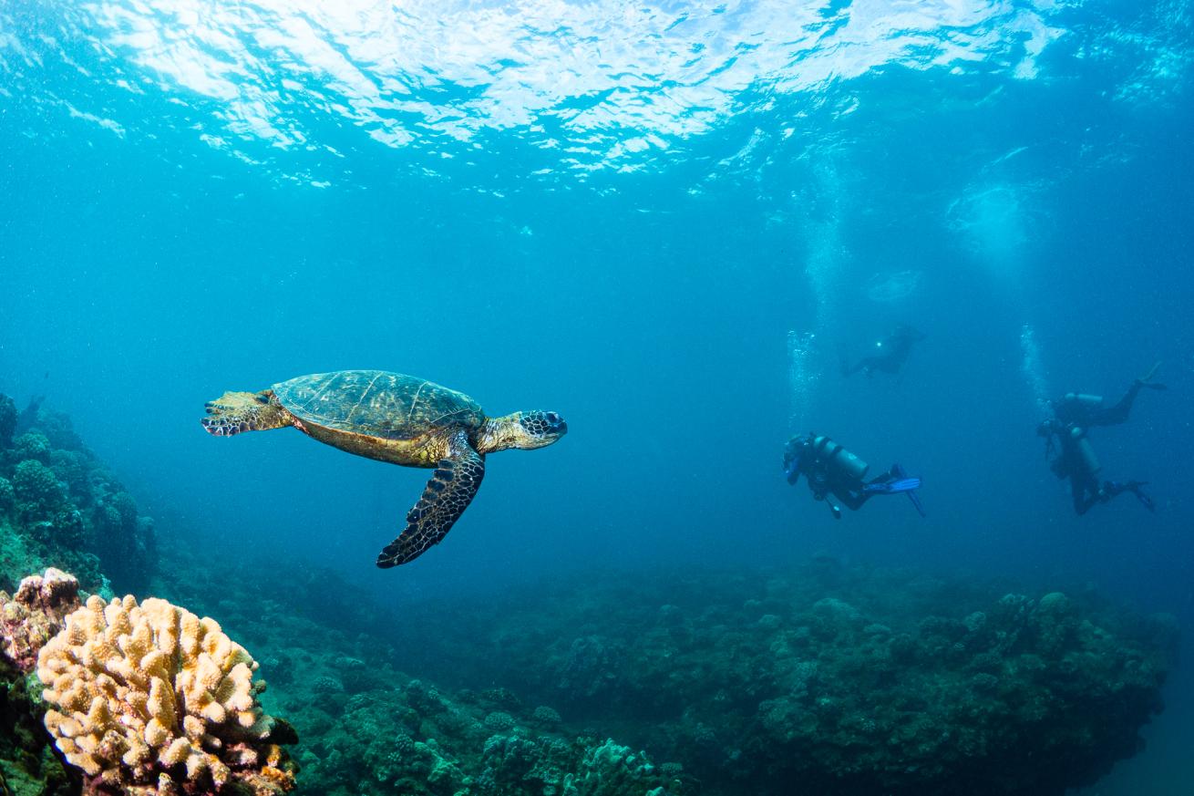 Rock formation underwater in Kauai, Hawaii