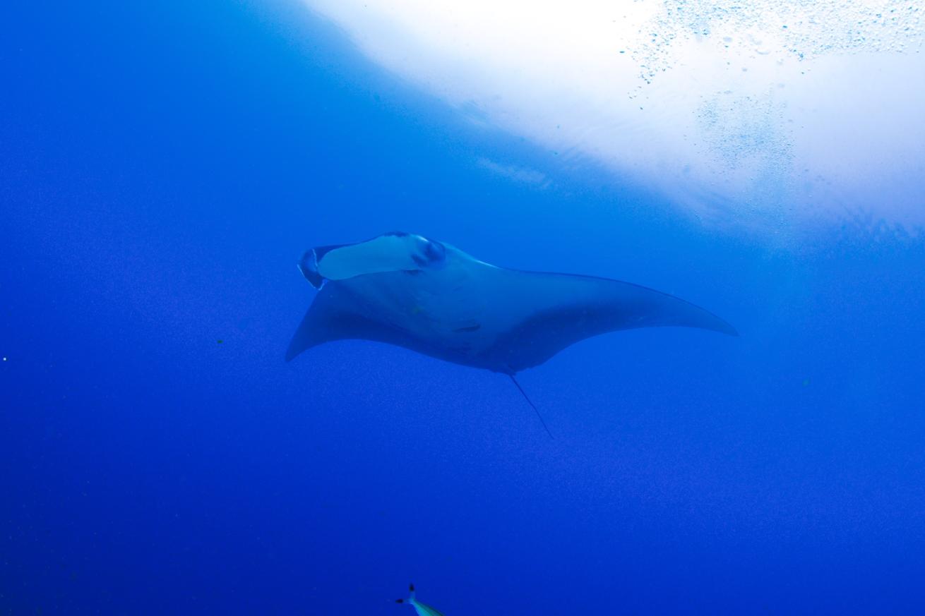 manta ray raja ampat