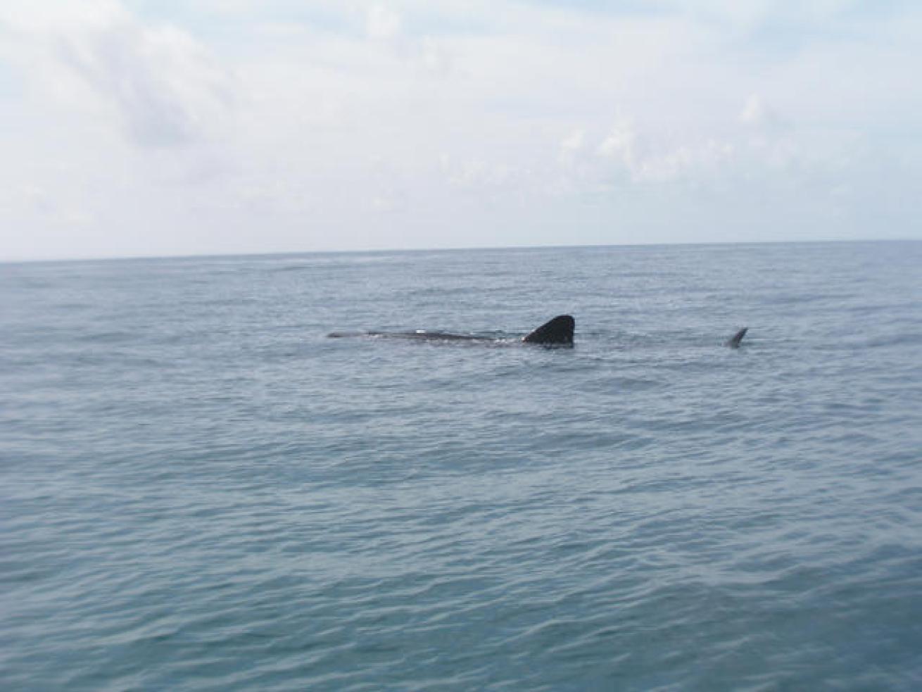 Snorkeling with Whale Sharks in Mexico | Scuba Diving