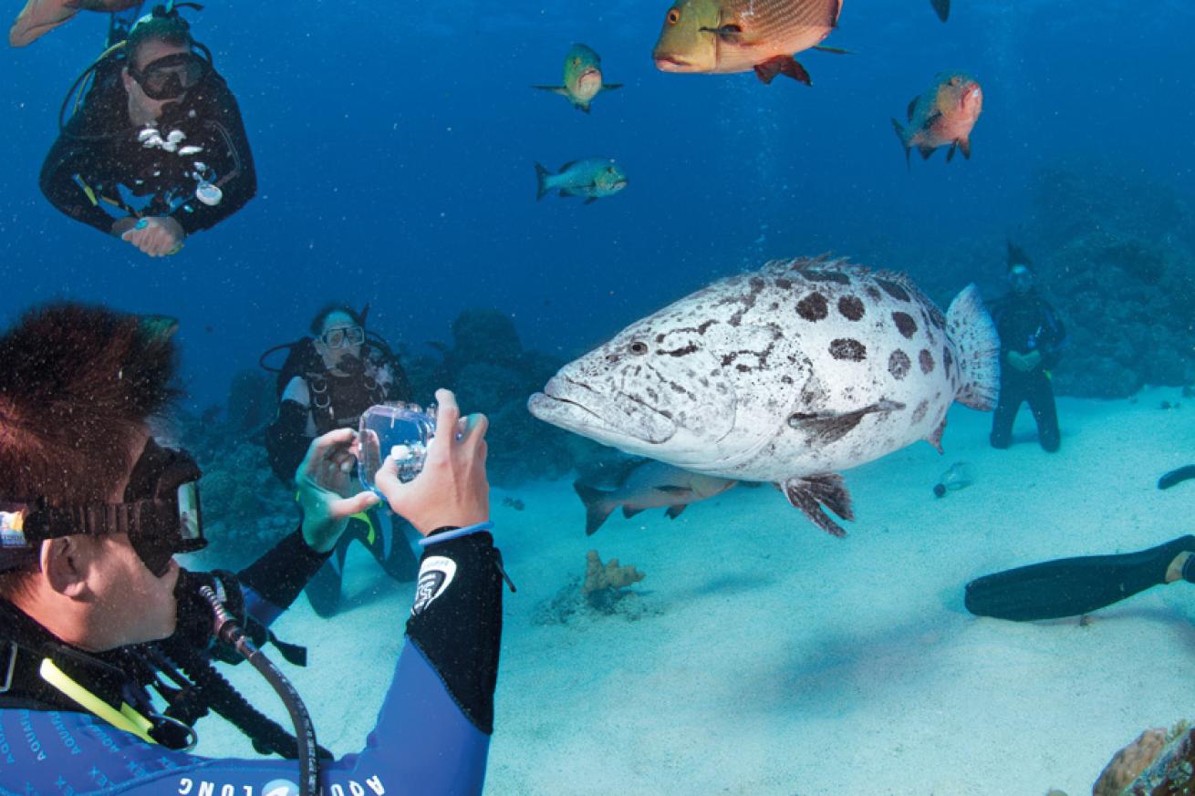 Grouper and cod