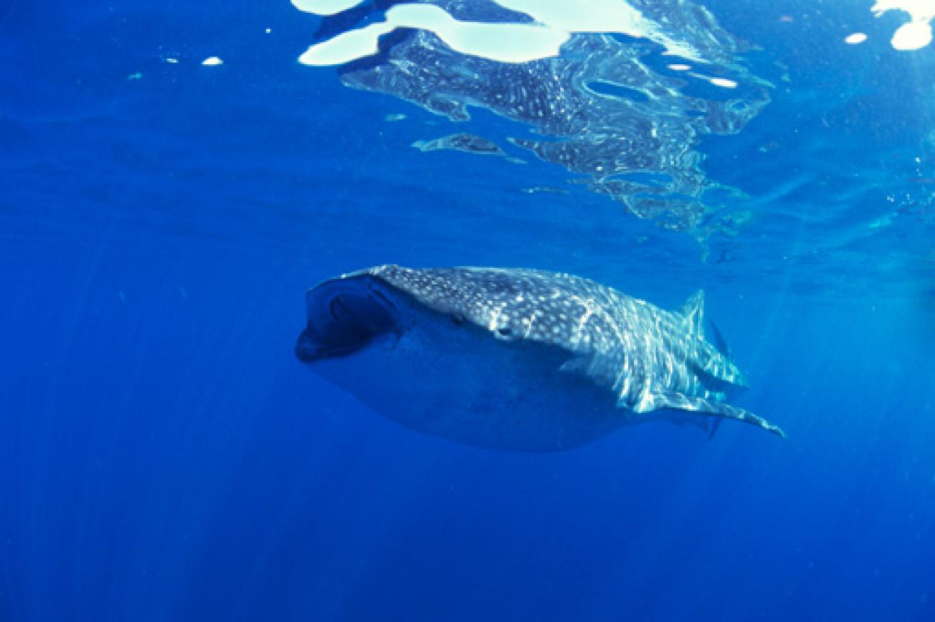 Top 10 Destinations for Big-Animal Encounters | Scuba Diving