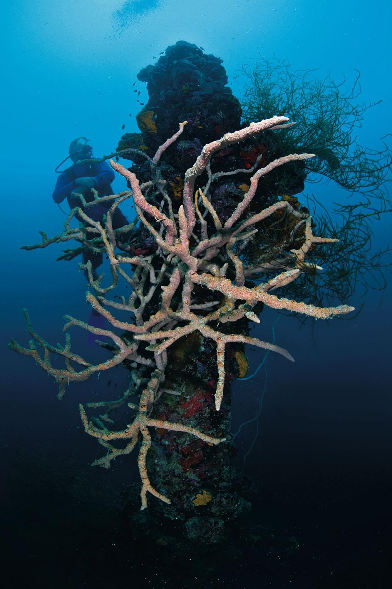 palau wreck diving