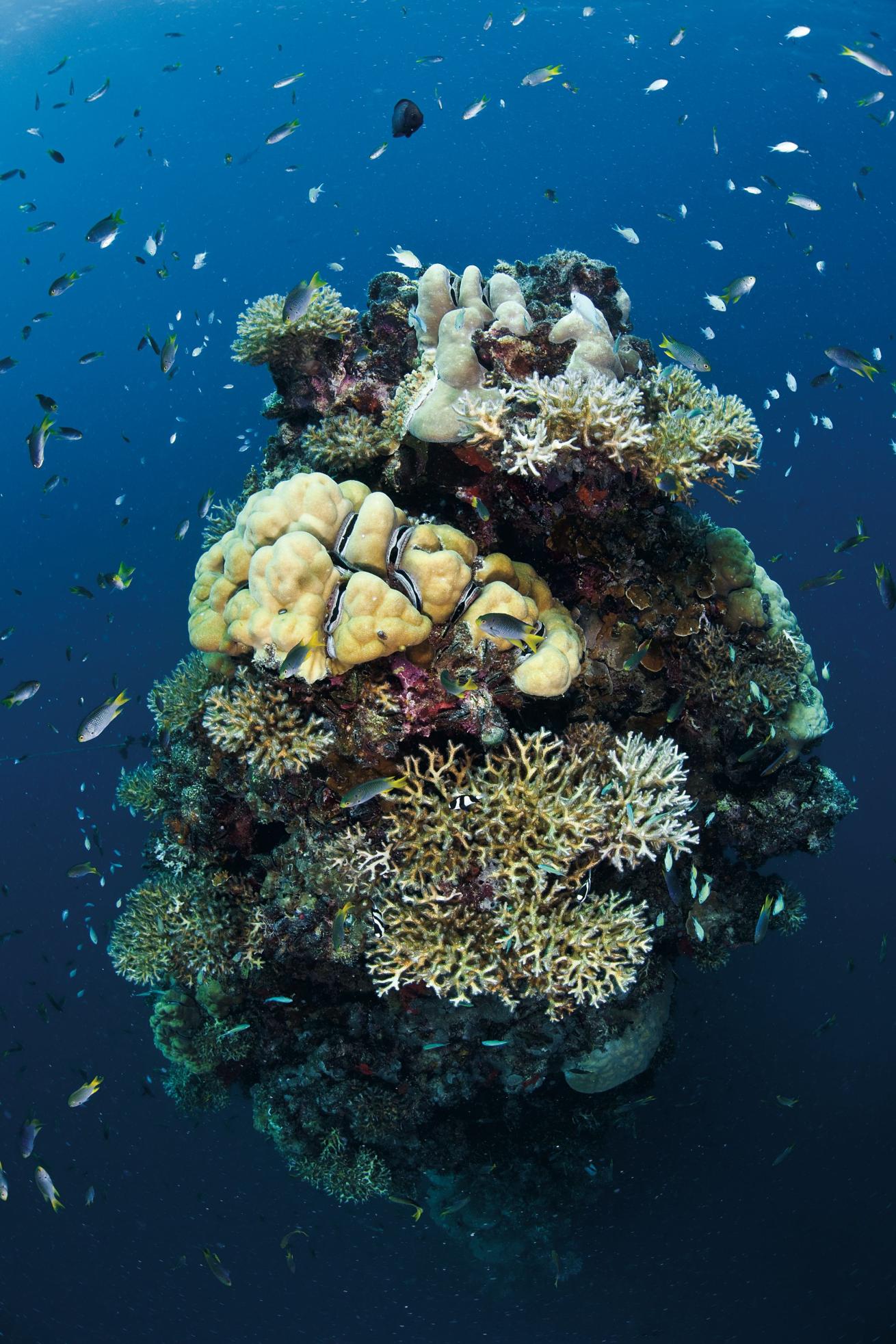 palau wreck diving