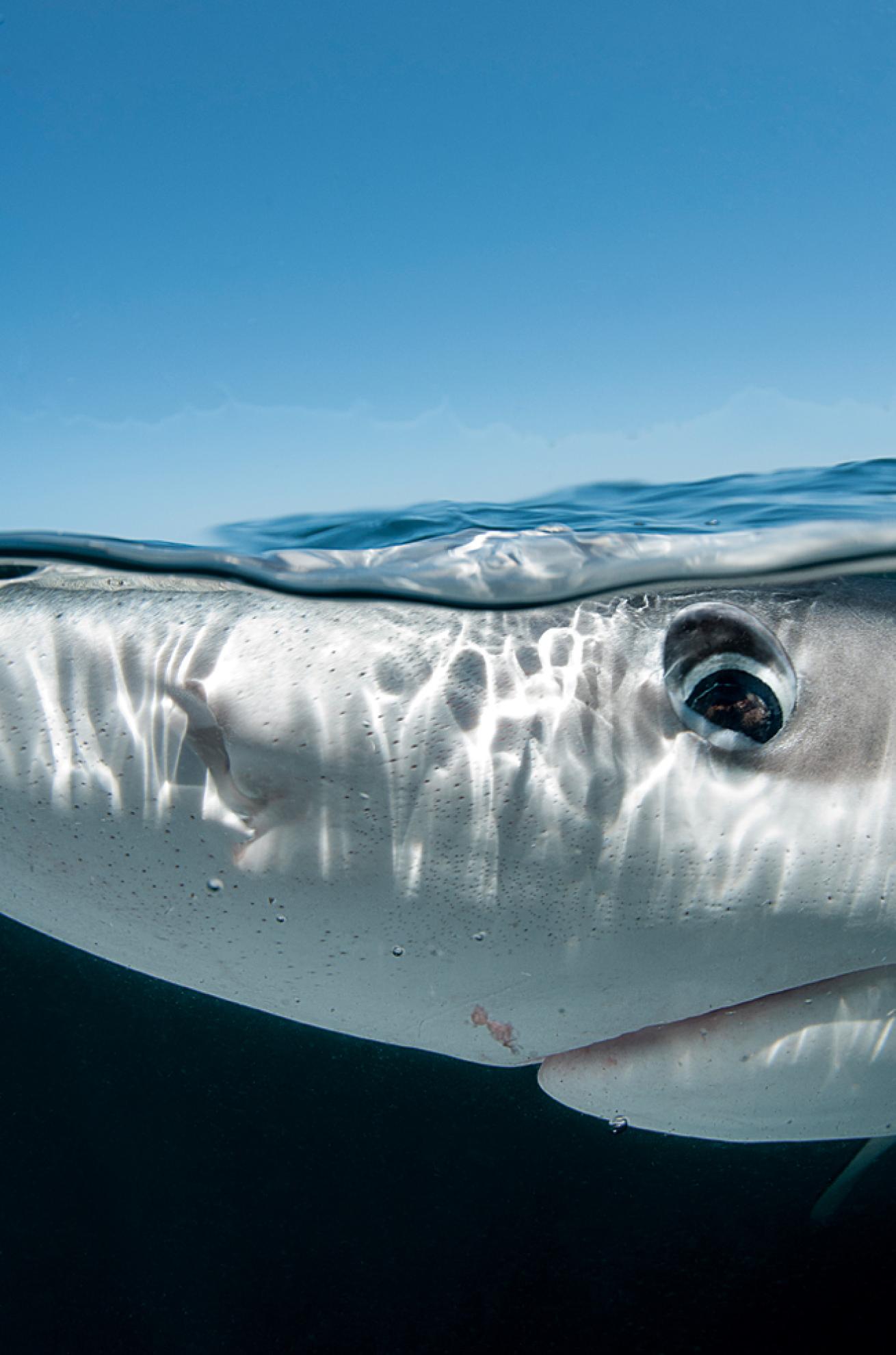 advanced scuba diving destinations