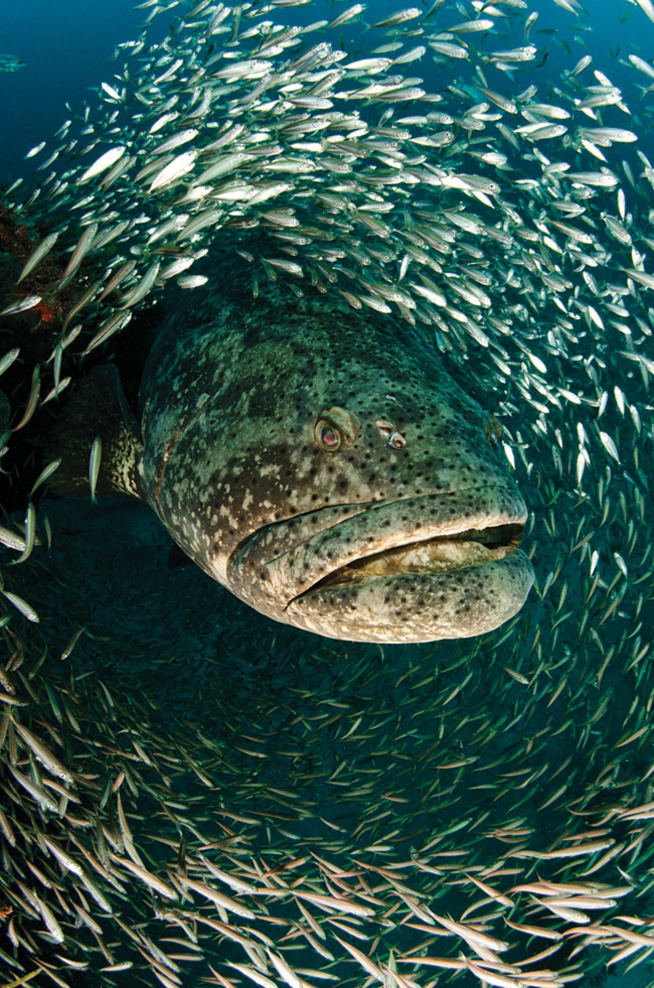 best beginner scuba diving destinations