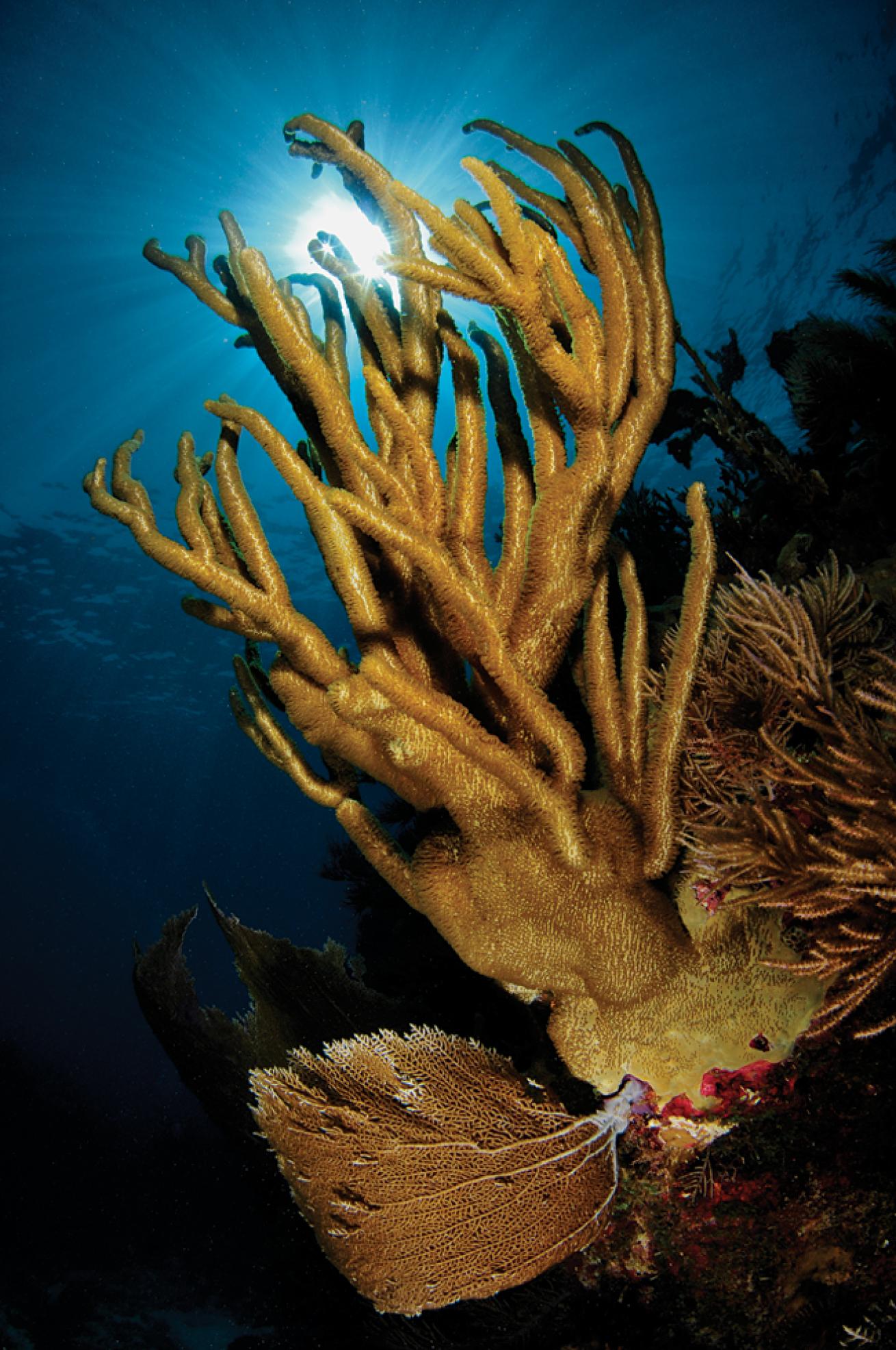 best beginner scuba diving destinations