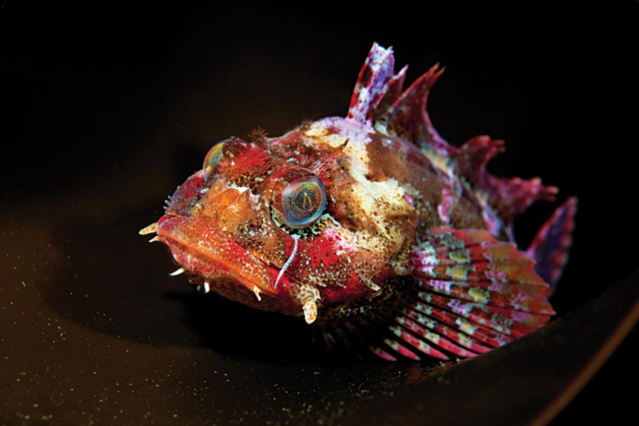 macro scuba diving destinations