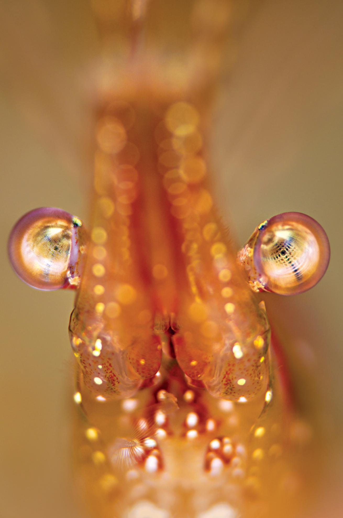 macro scuba diving destinations