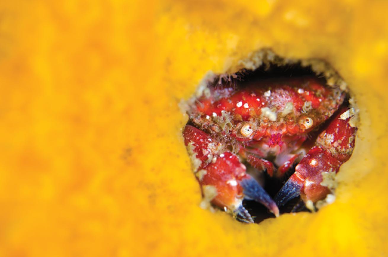 best macro scuba diving