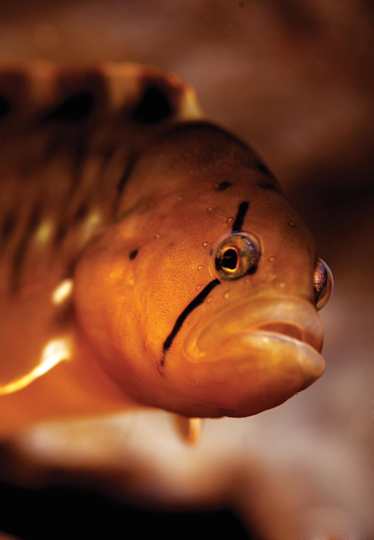 macro scuba diving destinations