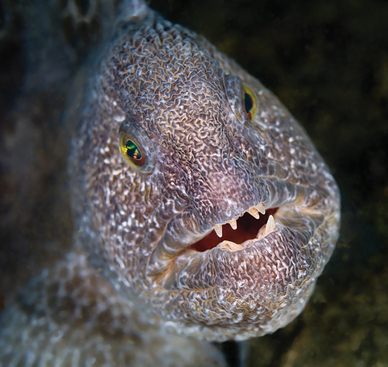 macro scuba diving destinations