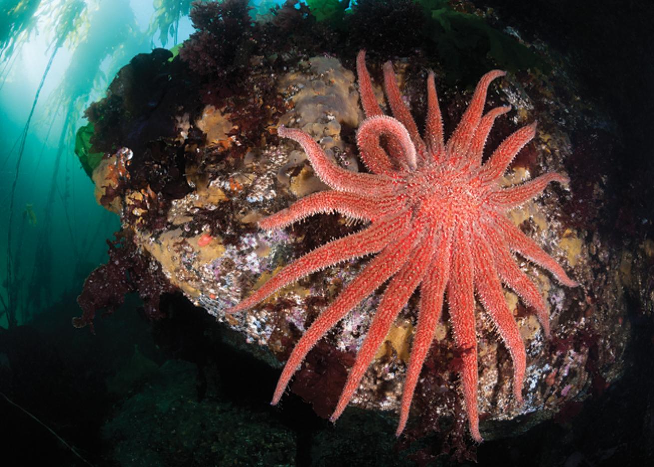 macro scuba diving destinations