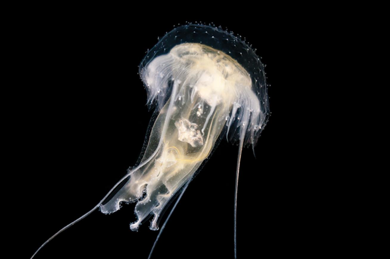 macro scuba diving destinations