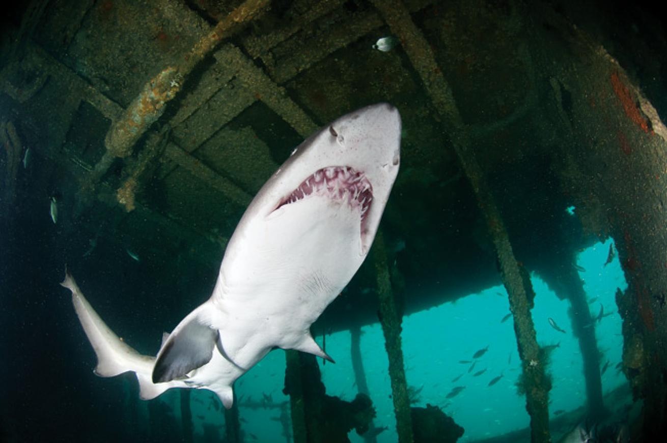 best diving north carolina