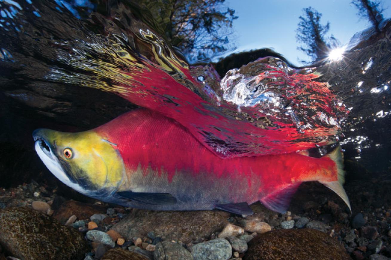 best underwater photography scuba diving destinations