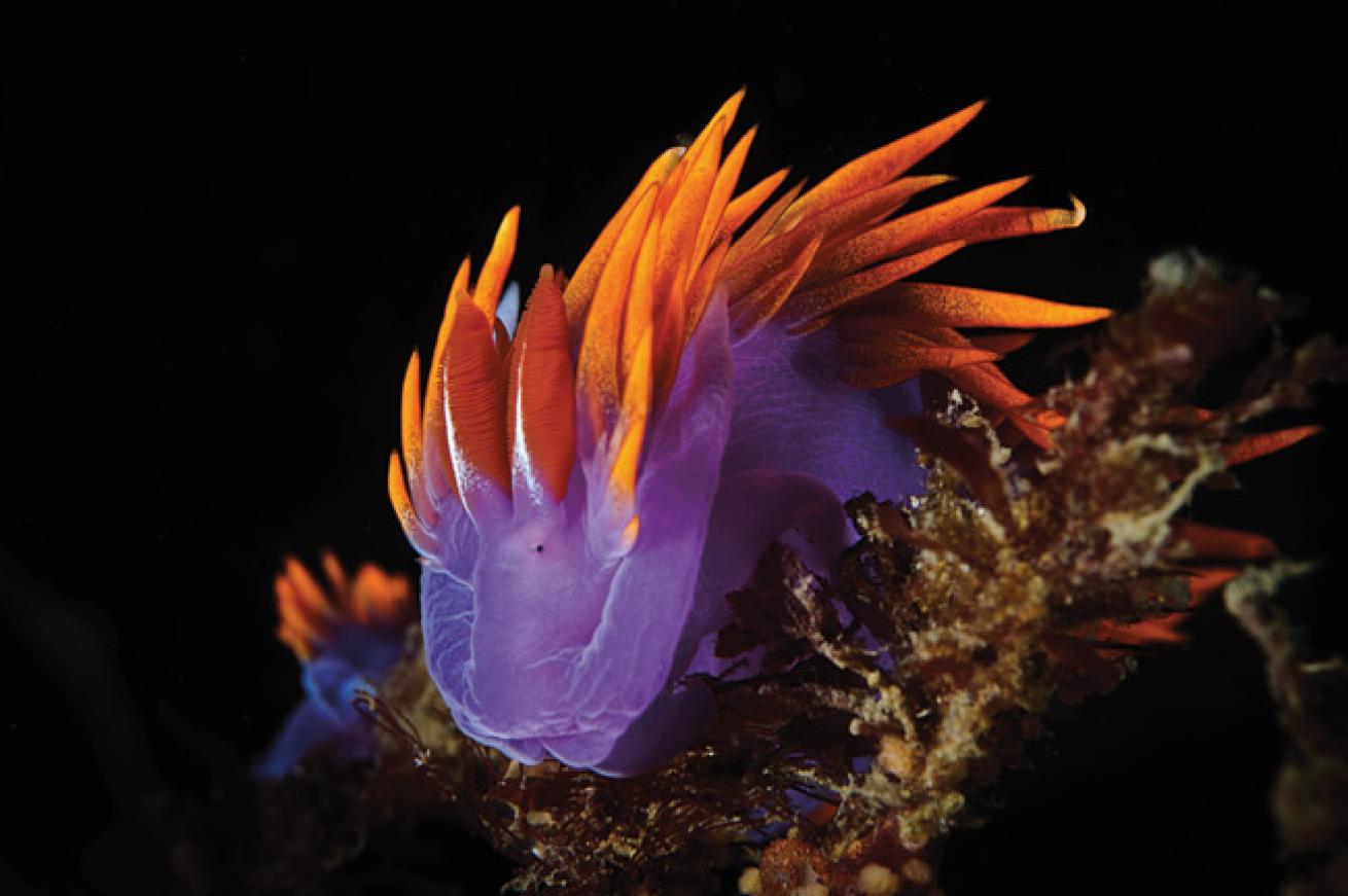 best value scuba diving destinations