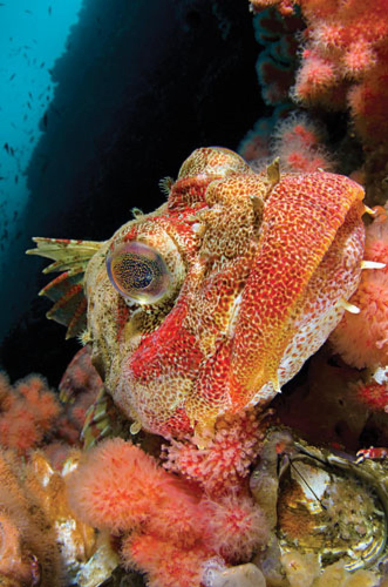 Scuba diving Baranof Island, Alaska