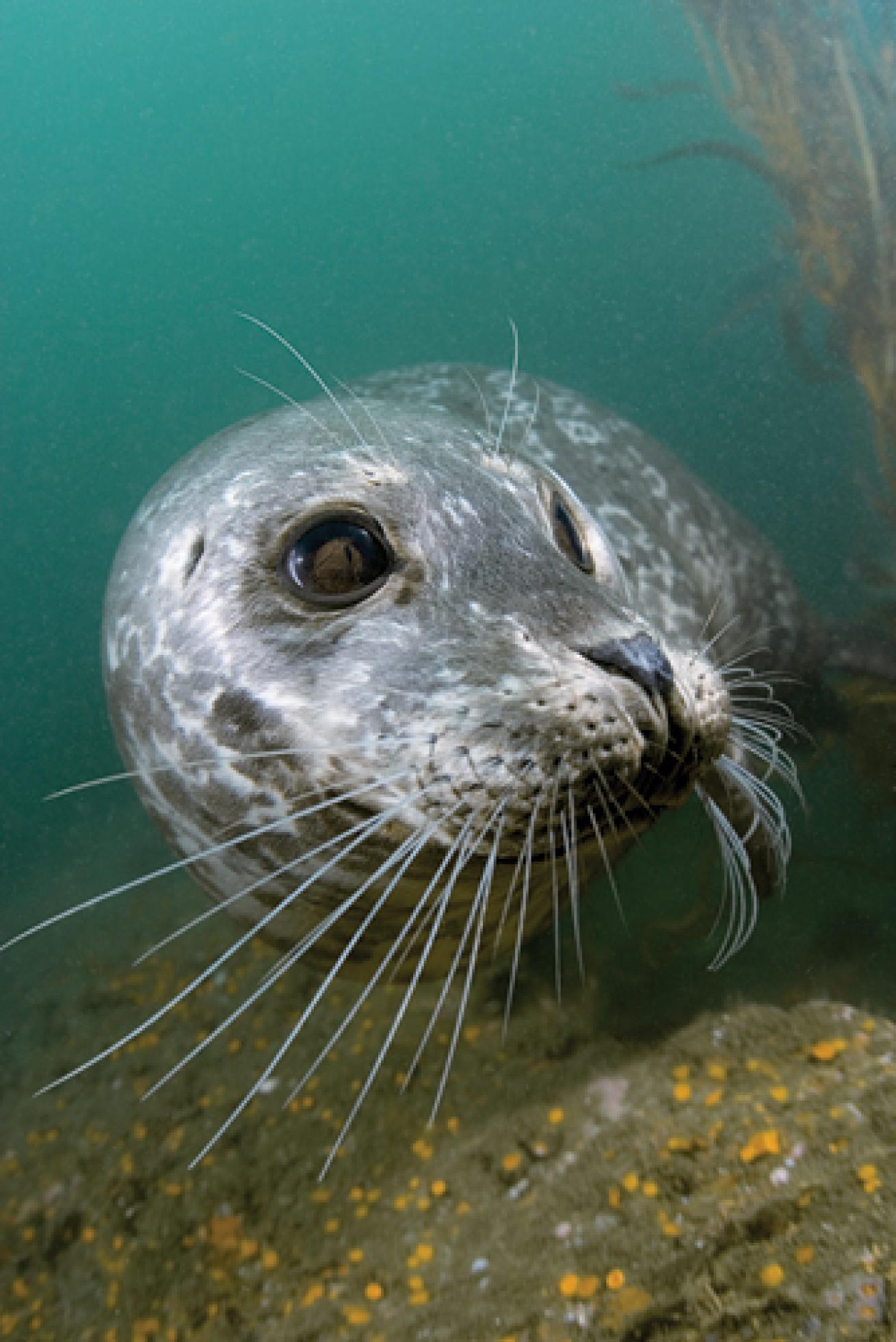 Scuba diving with harbor seals in Monterey Bay, California