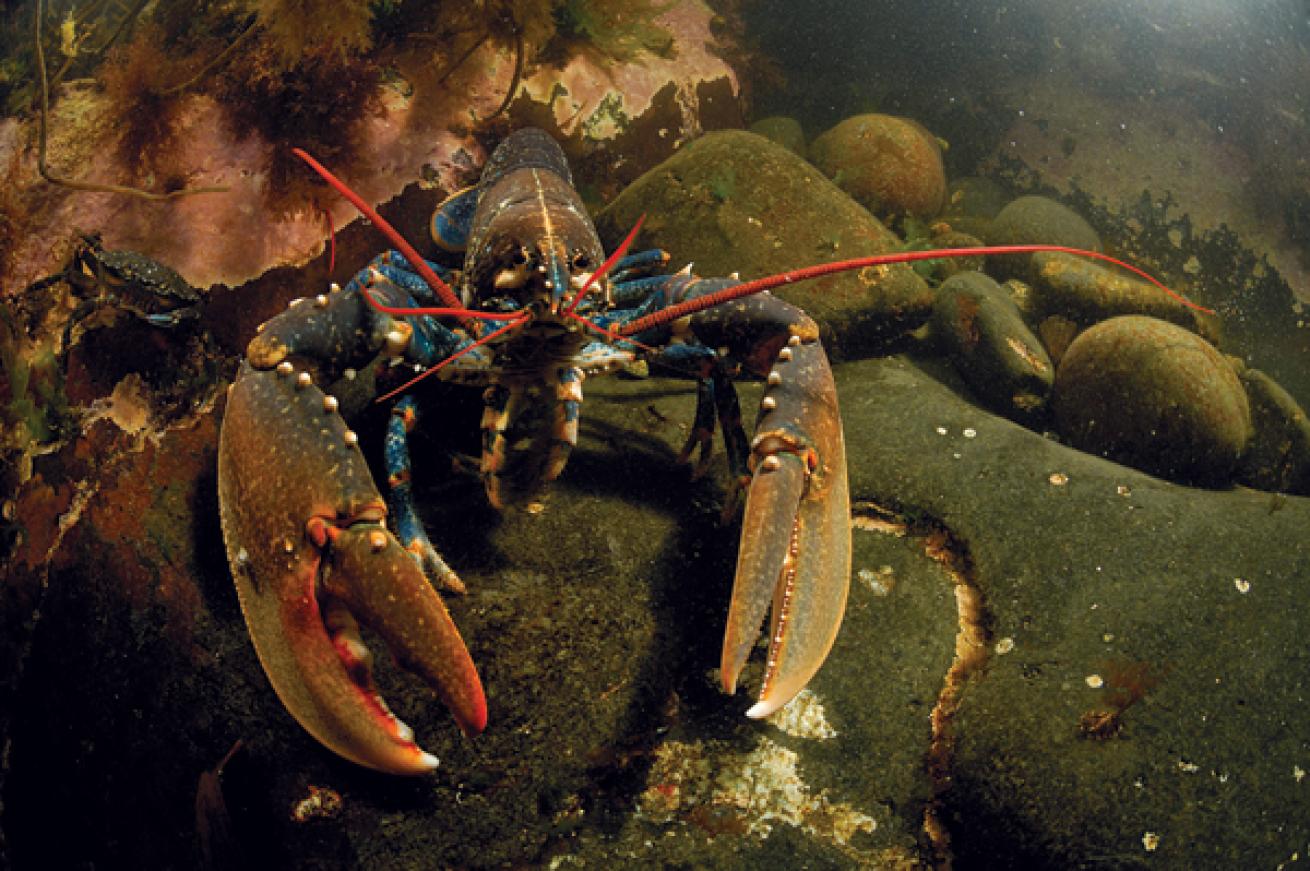 Scuba diving with lobster in Atlantic Beach, New York