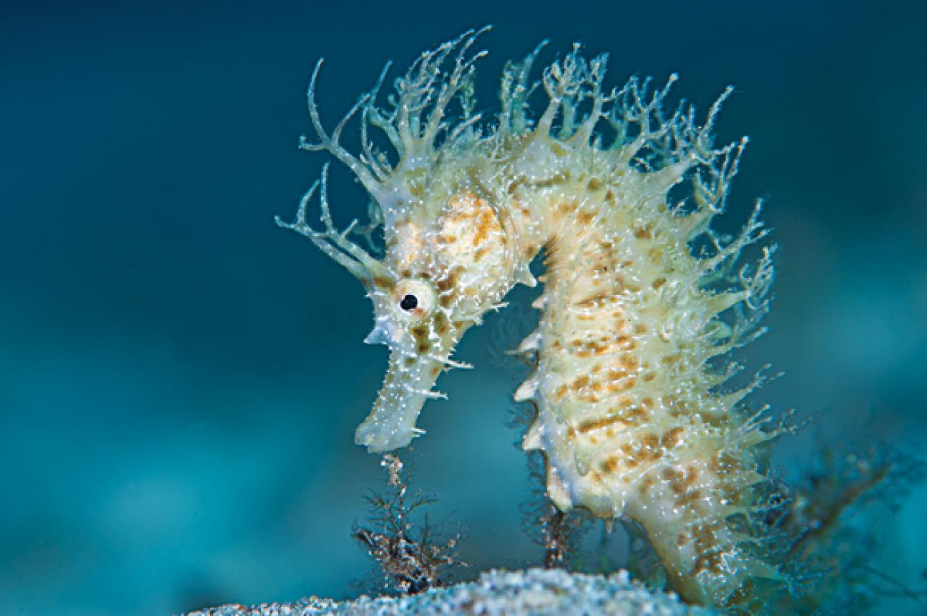 Spiny Seahorse