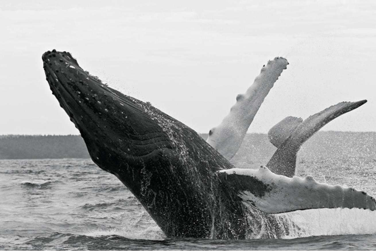 breaching humpback whale