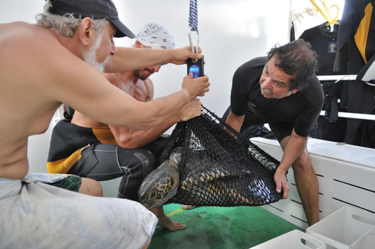 Tracking Cocos Turtle