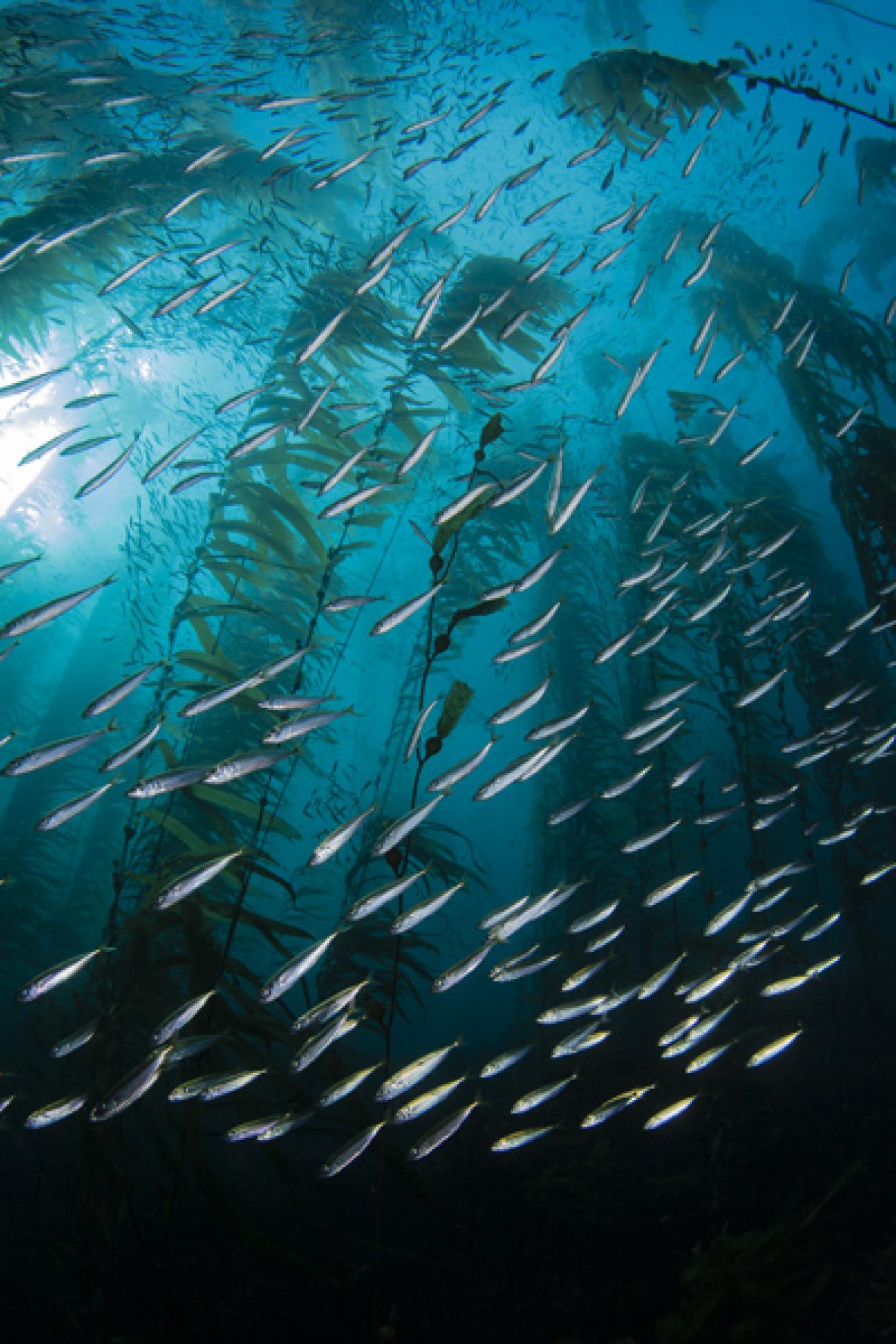 Kelp Forest in San Clemente