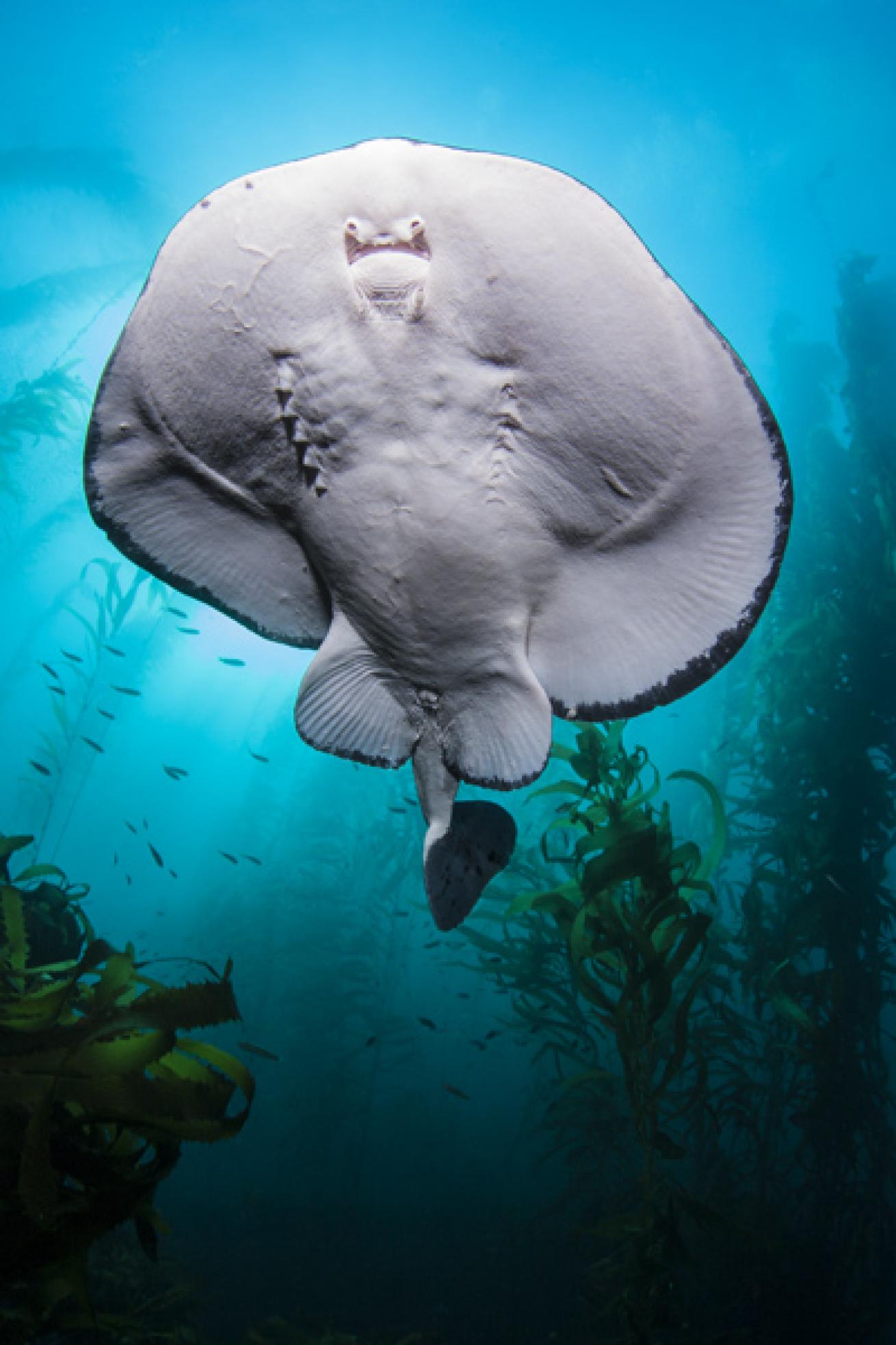 Torpedo Ray