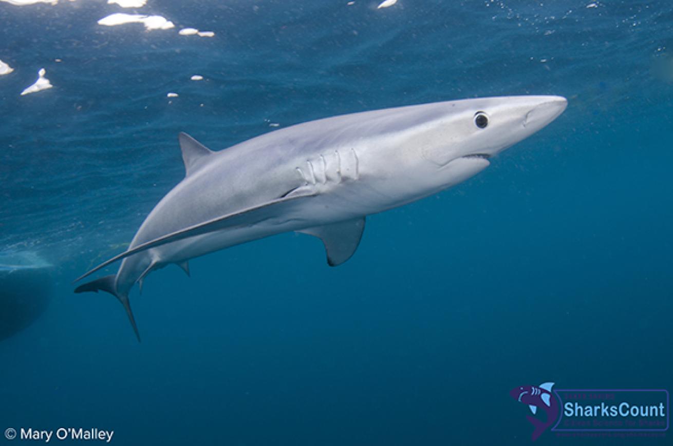 Blue shark