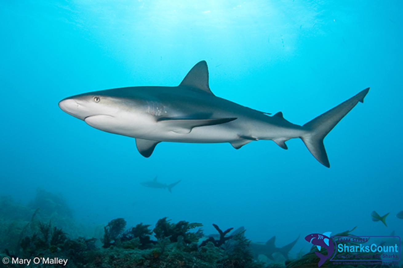 Caribbean Reef Shark