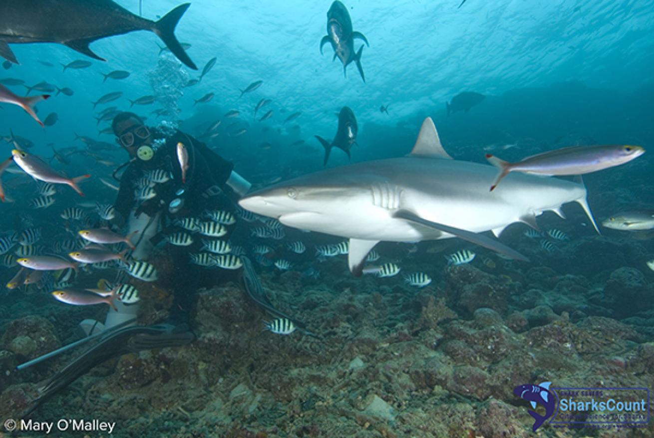 Grey Reef Shark