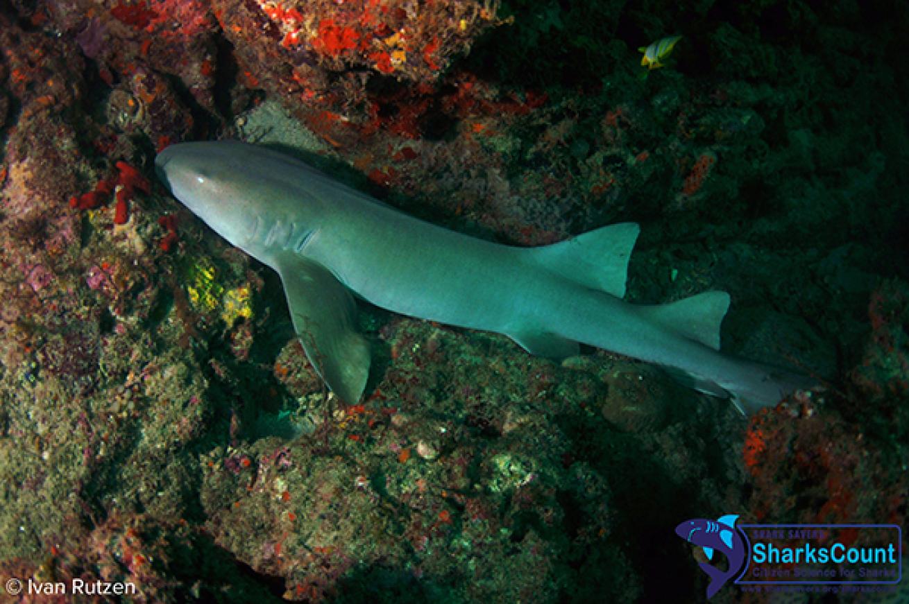 Nurse Shark