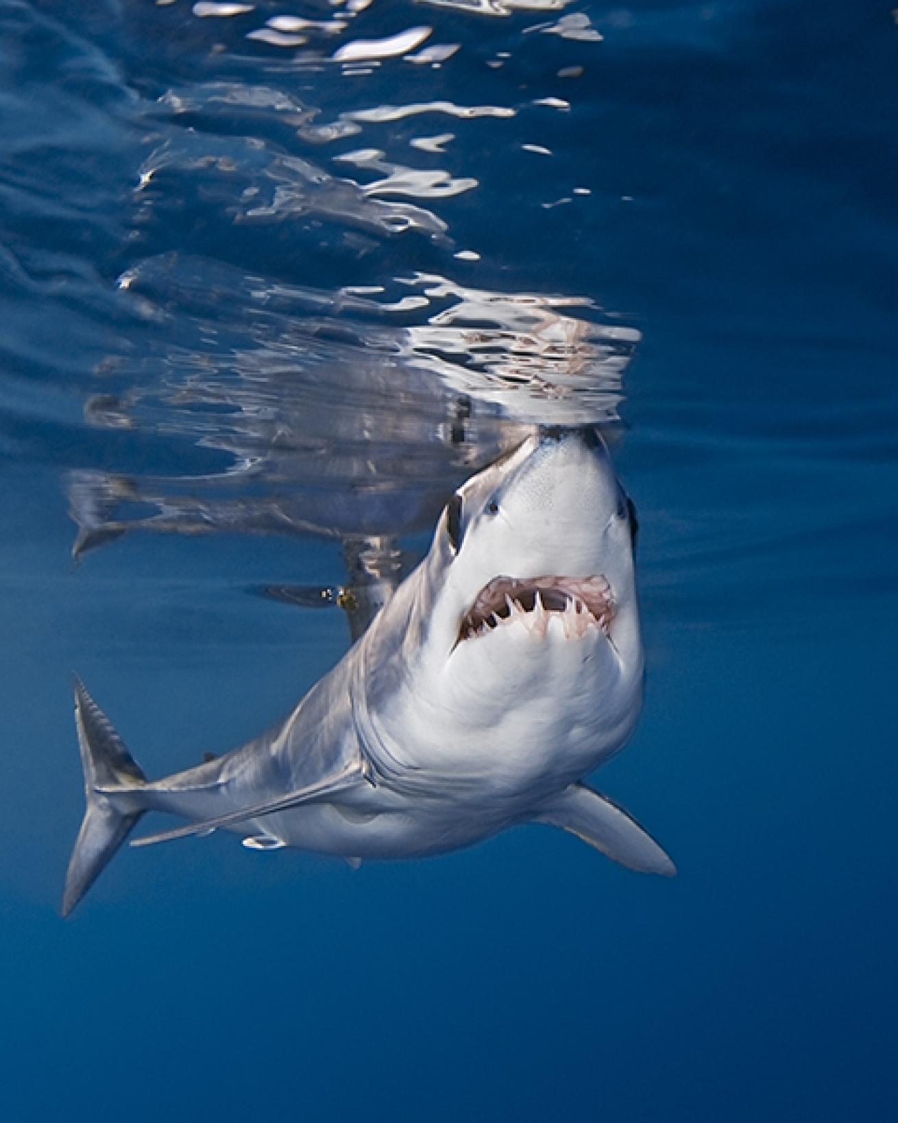 Shortfin mako shark