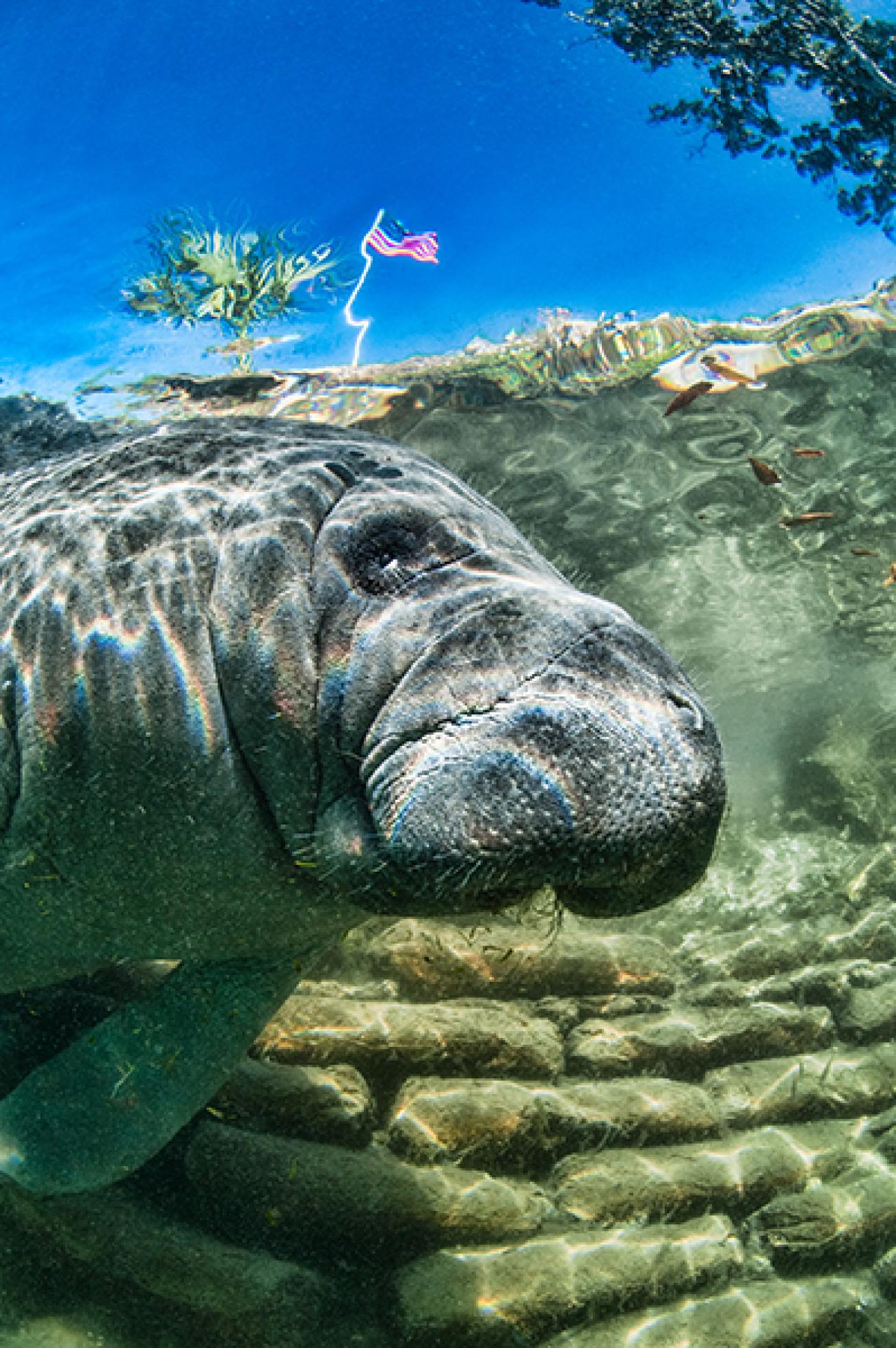 Manatee at Kings Bay, Florida