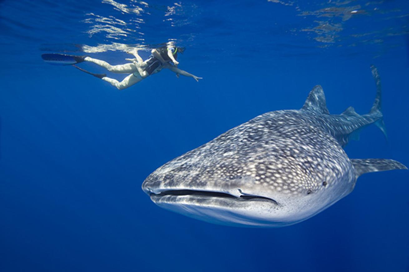 whale shark