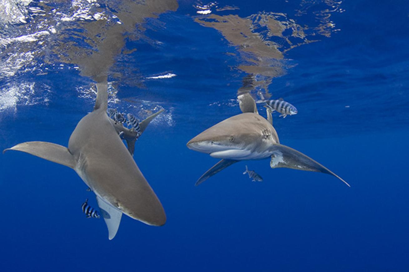 Oceanic Whitetip Shark