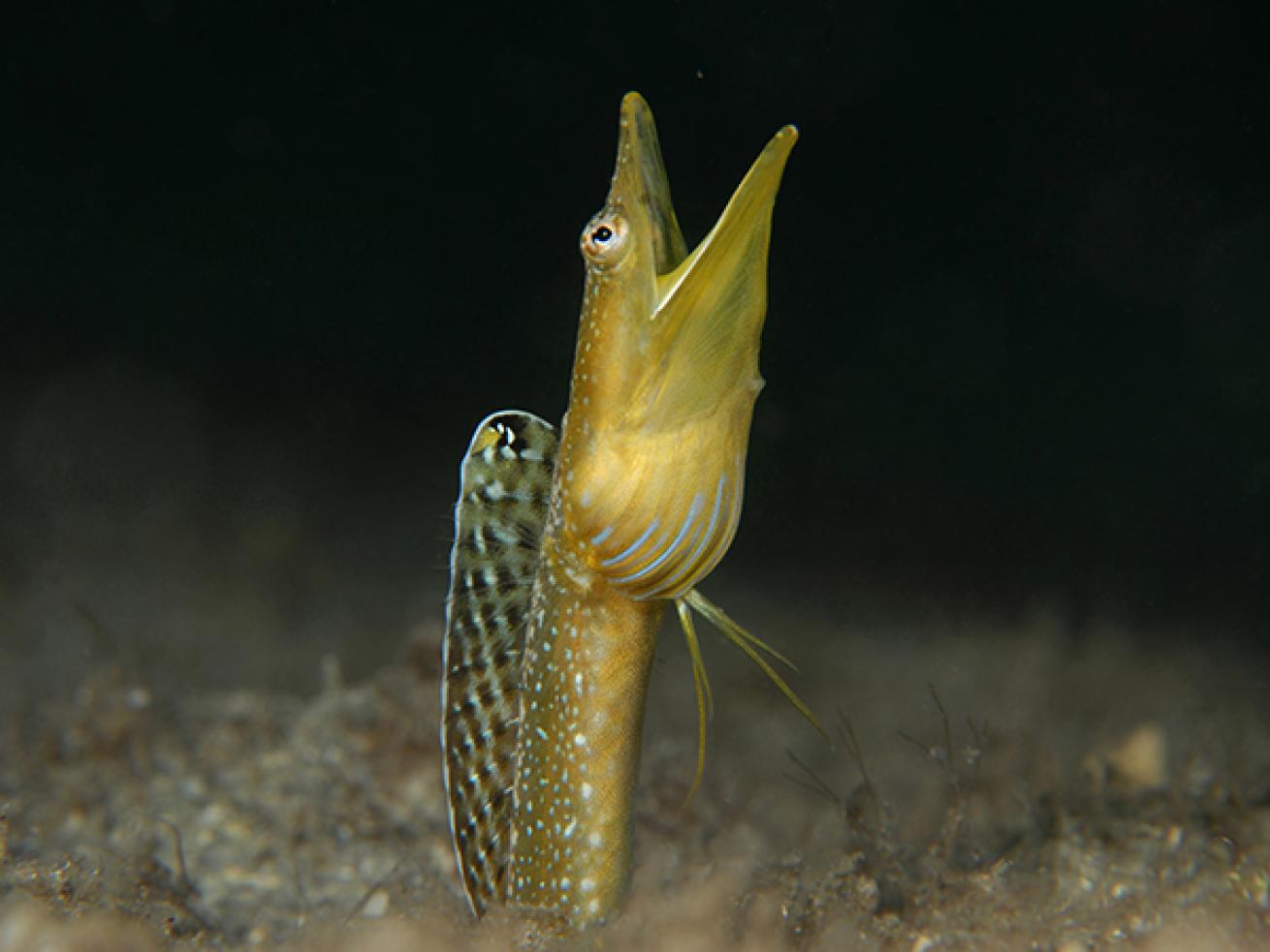 Blue Throat Pike Blenny